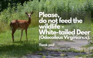 Don't feed the deer